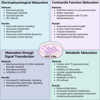 iPSC-cardiomyocytes in the preclinical prediction of candidate pharmaceutical toxicity